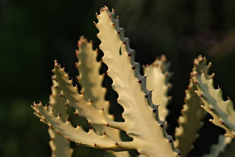 Cactus Collection