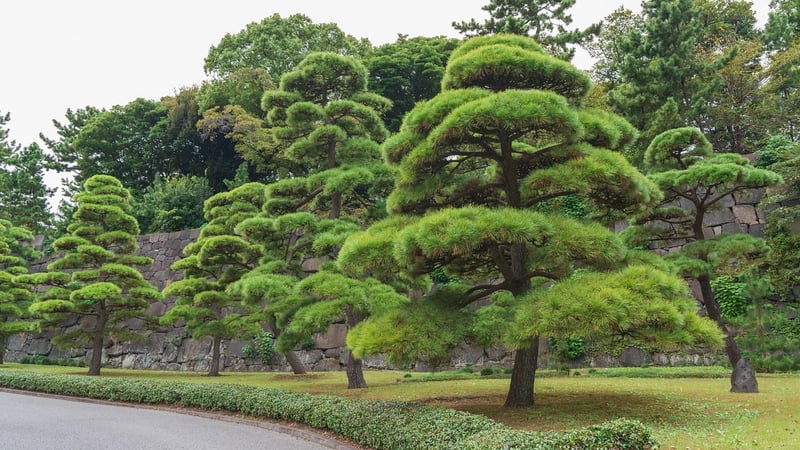Botanical Landscaping