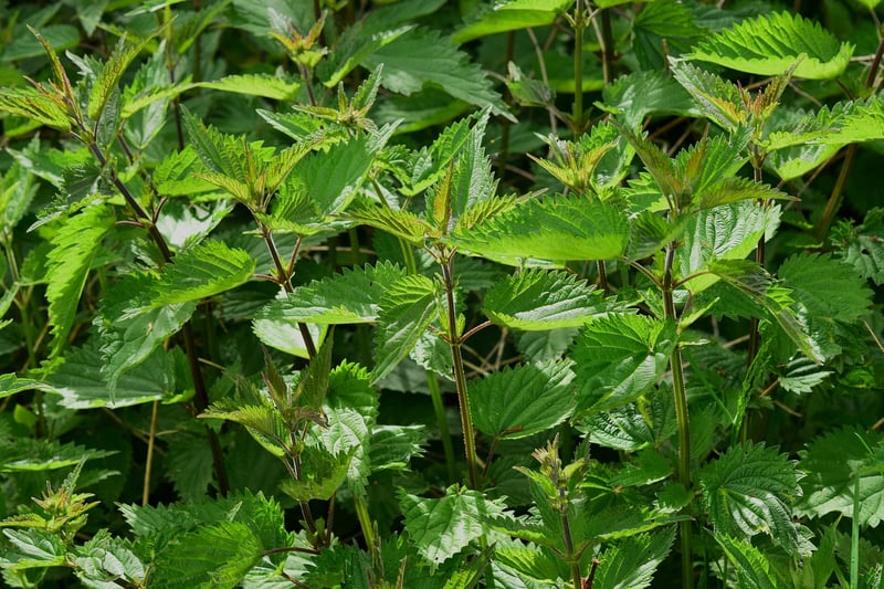Herb Gardens
